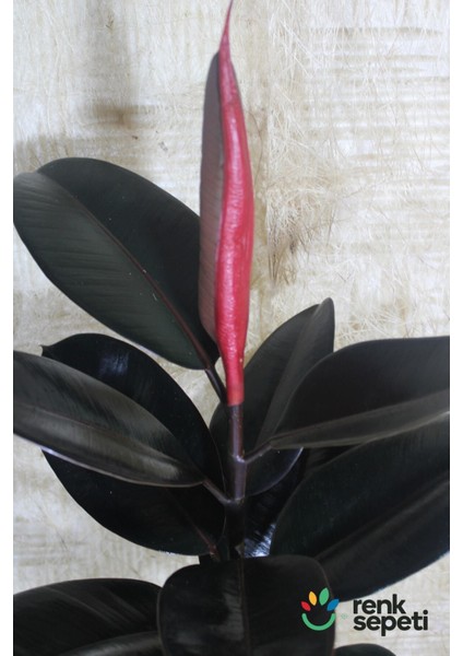 Ficus Elestica Robusta - Tekli Kauçuk - Salon ve Ofis Bitkisi 80- 100 cm modelleri