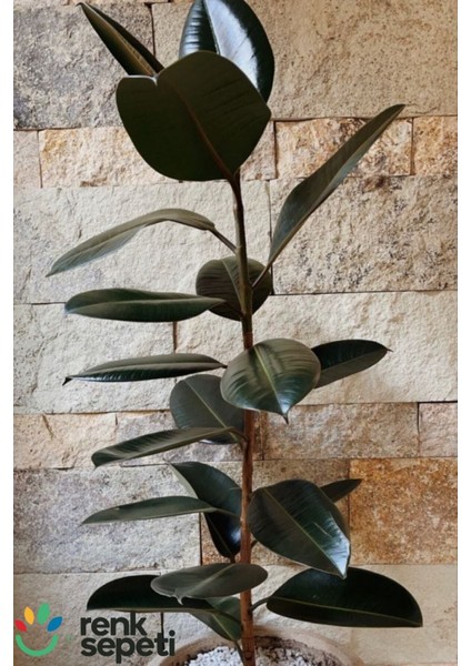 Ficus Elestica Robusta - Tekli Kauçuk - Salon ve Ofis Bitkisi 80- 100 cm fırsatları