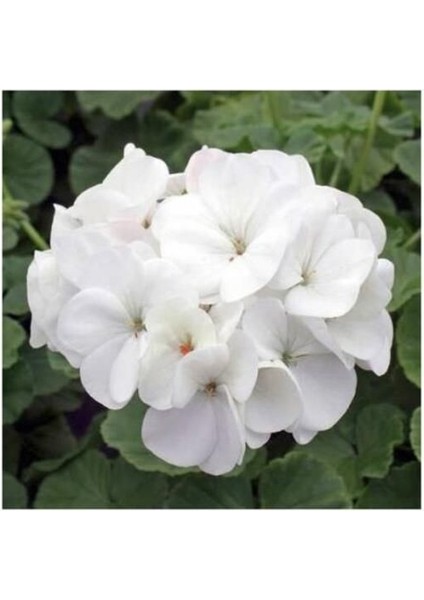 Kuğu Beyaz Sardunya Çiçeği Fidesi 10-20 cm fiyatları