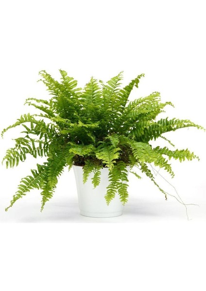 Nephrolepis Exaltata Aşk Merdiveni Bitkisi Salon Ev Ofis Bitkisi