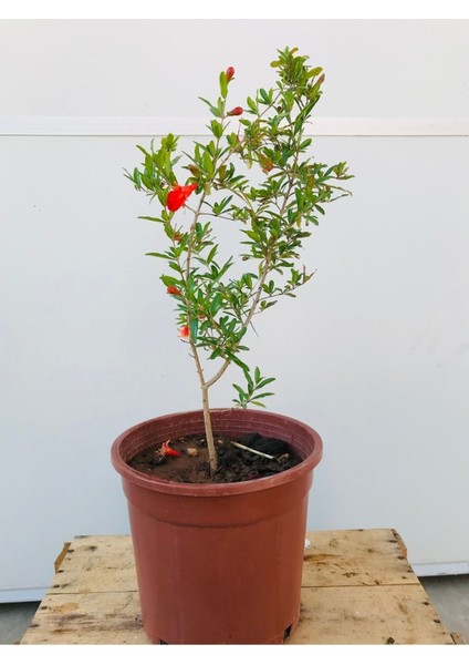 Süs Narı Fidanı Saksılı (5,5 Litre) Ev , Ofis Için Bonsai Cüce Süs Nar Fidanı