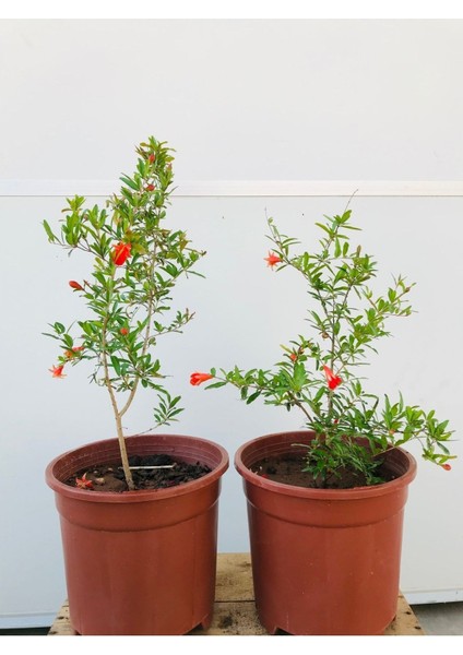 Süs Narı Fidanı Saksılı (5,5 Litre) Ev , Ofis Için Bonsai Cüce Süs Nar Fidanı fiyatları