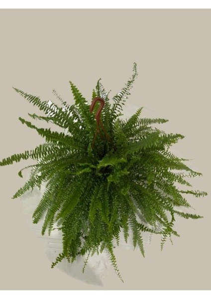 Aşk Merdiveni Askılı Nephrolepis 30-40 cm modelleri
