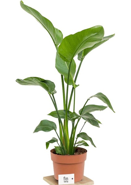 Strelitzia Nicolai Starliçe Cennet Kuşu Bitkisi 60-80 cm Tek Gövde Salon Ofis Ev Iç Mekan Bitkisi