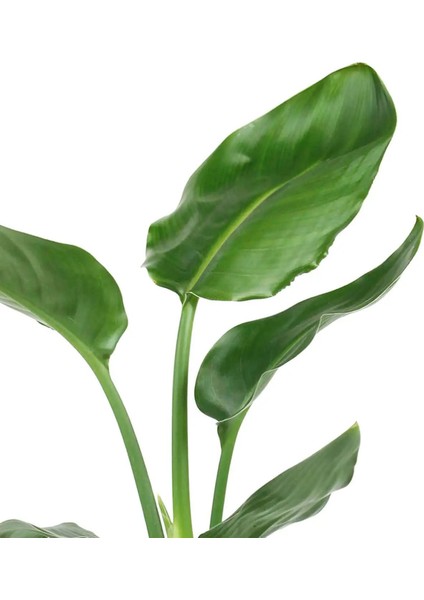 Strelitzia Nicolai Starliçe Cennet Kuşu Bitkisi 60-80 cm Tek Gövde Salon Ofis Ev Iç Mekan Bitkisi fiyatları