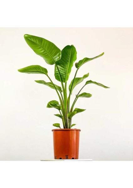 Strelitzia Nicolai Starliçe Cennet Kuşu Bitkisi 60-80 cm Tek Gövde Salon Ofis Ev Iç Mekan Bitkisi modelleri