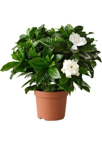Gardenia Jasminoides Kokulu Gardenya Ev ve Ofis Bitkisi 10.5 cm Saksıda