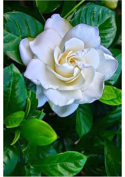 Gardenia Jasminoides Kokulu Gardenya Ev ve Ofis Bitkisi 10.5 cm Saksıda fiyatları