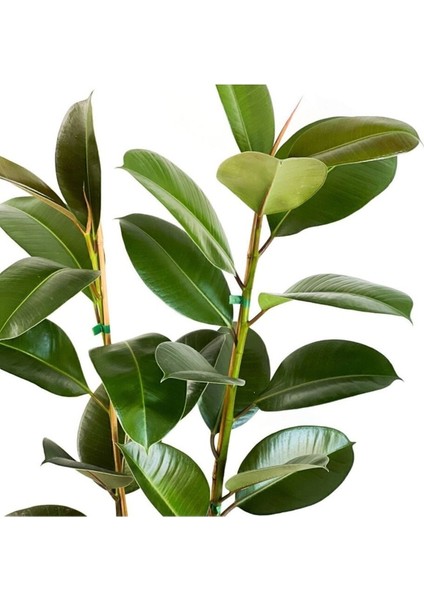 Kauçuk Bitkisi (Ficus Elastica) Tek Gövdeli 70-90CM modelleri