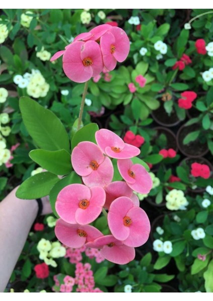 Dikenler Tacı Çiçekli Ithal Tayland Milli