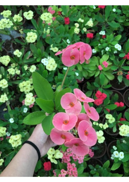 Dikenler Tacı Çiçekli Ithal Tayland Milli fiyatları