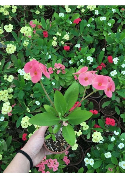 Dikenler Tacı Çiçekli Ithal Tayland Milli modelleri