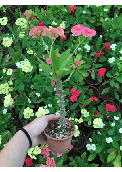 Dikenler Tacı Çiçekli Ithal Tayland Milli fırsatları