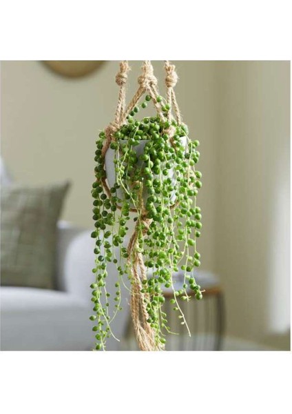 Tesbih Çiçeği – Bezelye Kolyesi - Askılı Saksıda