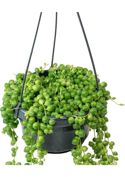 Tesbih Çiçeği – Bezelye Kolyesi - Askılı Saksıda fiyatları