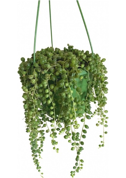 Tesbih Çiçeği – Bezelye Kolyesi - Askılı Saksıda modelleri