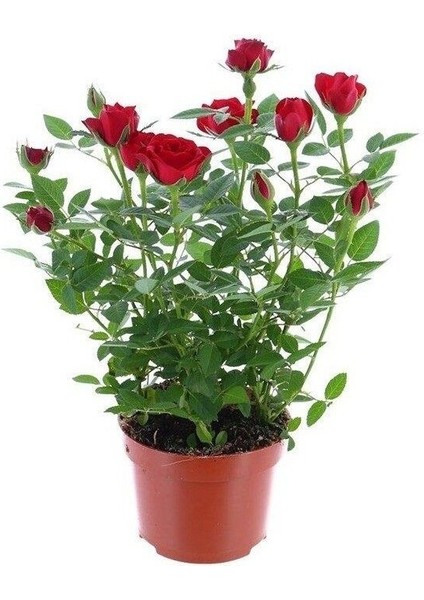 Yediveren Kırmızı Gül Fidanı 1 Adet 30-50 cm Yediveren Red Rose