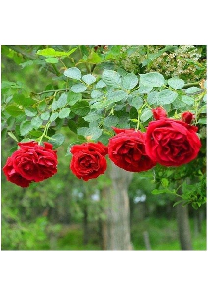Yediveren Kırmızı Gül Fidanı 1 Adet 30-50 cm Yediveren Red Rose fiyatları