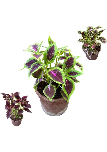 3 Adet Farklı Tür Yaprak Güzeli Çiçek Seti