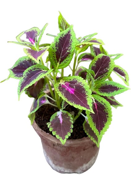 3 Adet Farklı Tür Yaprak Güzeli Çiçek Seti modelleri