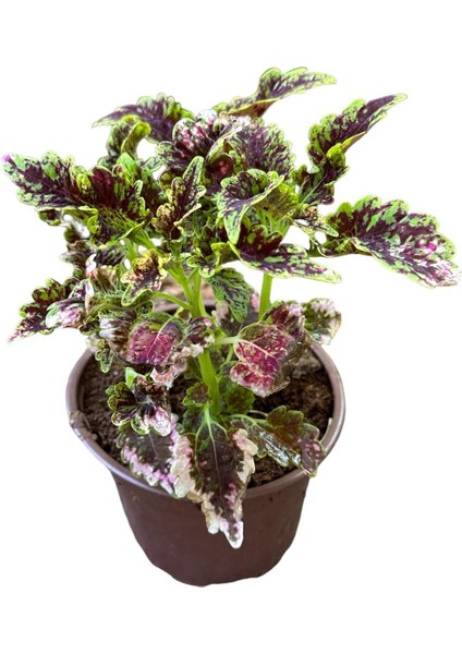 3 Adet Farklı Tür Yaprak Güzeli Çiçek Seti fırsatları