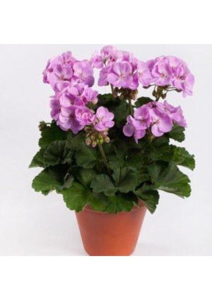 Lila Sardunya Çiçeği 10-20 cm Potted Lilac Geranium Flower fiyatları