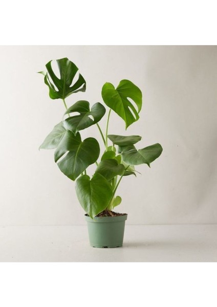 Monstera Deliciosa Deve Tabanı Büyük Boy 50-70 cm