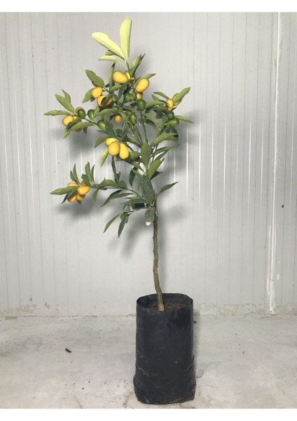 Tüplü Meyveli Kamkat Kumkuat Bodur Fidan Ev Balkon Iç Mekan Süs Bitkisi fiyatları