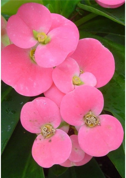Eubhorbia Şeker Pembe Taç Çiçeği ( En Dayanıklı Çiçek ) 15CM Mini Boy /şuan Çiçeksizdir modelleri