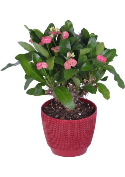 Dikenler Tacı Çiçekli Hediyelik Fidan 20-30CM