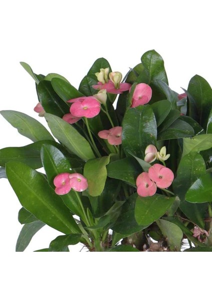 Dikenler Tacı Çiçekli Hediyelik Fidan 20-30CM fiyatları