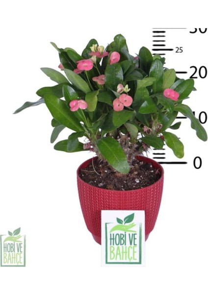 Dikenler Tacı Çiçekli Hediyelik Fidan 20-30CM modelleri