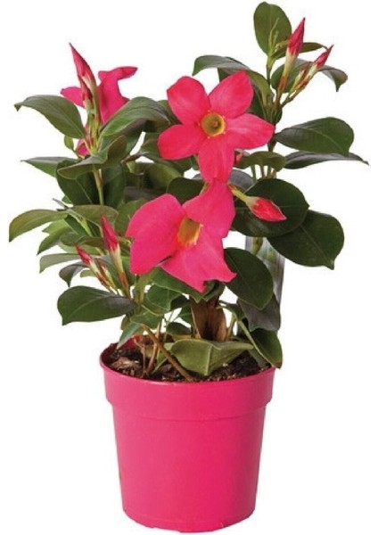 Pembe Mandavilla Dipledenya Salon Bitkisi Hollandadan Ithal 30-35CM