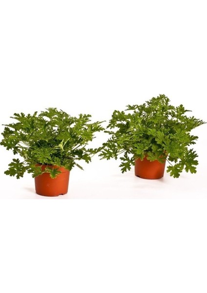 Itır Bitkisi Saksıda 2 Adet Pelargonium Graveolens