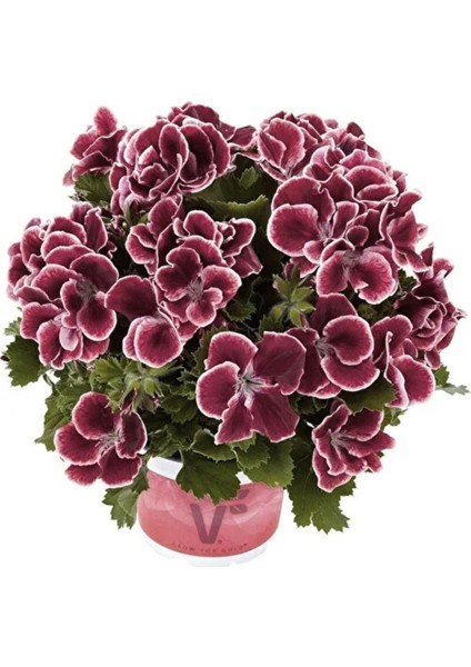 Bordo Ceylan Gözü Sardunya Çiçeği Fidanı 10-20 cm