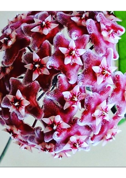 Hoya Pubicalyx Yoğun Kokulu Mum Çiçeği Bitkisi Koleksiyon Serisi