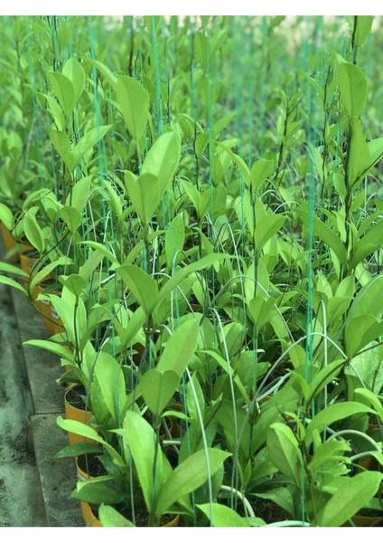 Hoya Pubicalyx Yoğun Kokulu Mum Çiçeği Bitkisi Koleksiyon Serisi fiyatları