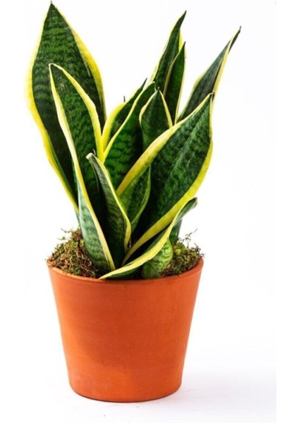 Yavrulu Sansevieria Trifasciata Paşa Kılıcı Peygamber Kılıç Çiçeği 35-40 cm