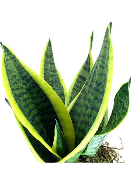 Yavrulu Sansevieria Trifasciata Paşa Kılıcı Peygamber Kılıç Çiçeği 35-40 cm fiyatları