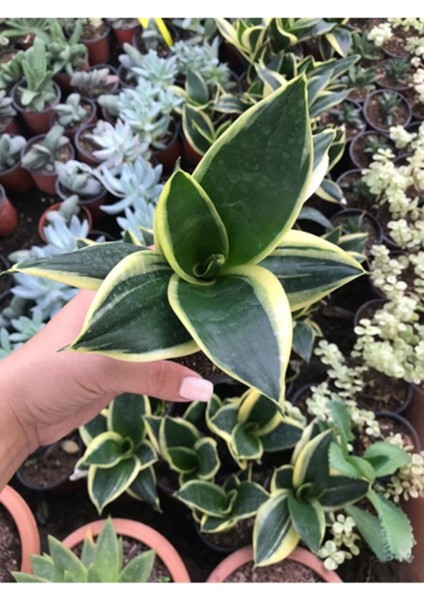 Yavrulu Sansevieria Trifasciata Paşa Kılıcı Peygamber Kılıç Çiçeği 35-40 cm modelleri