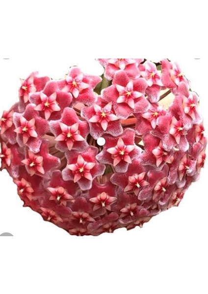 Hoya Pubicayx 1yaş 20-40 cm Kokulu Mum Çiçeği Bitkisi Koleksiyon