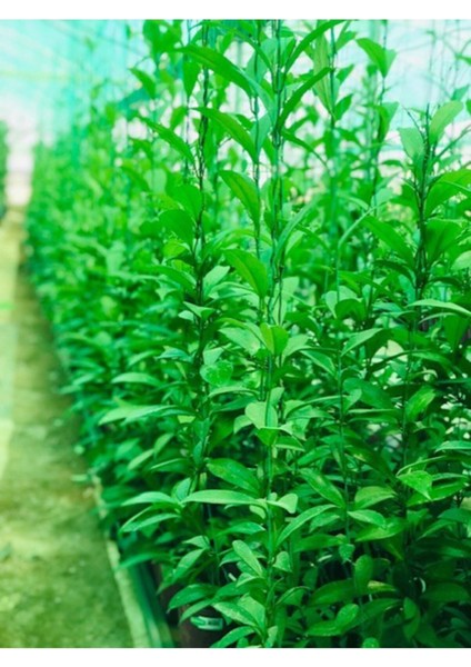 Hoya Pubicayx 1yaş 20-40 cm Kokulu Mum Çiçeği Bitkisi Koleksiyon fiyatları