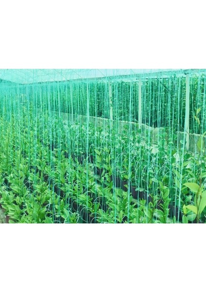 Hoya Pubicayx 1yaş 20-40 cm Kokulu Mum Çiçeği Bitkisi Koleksiyon modelleri