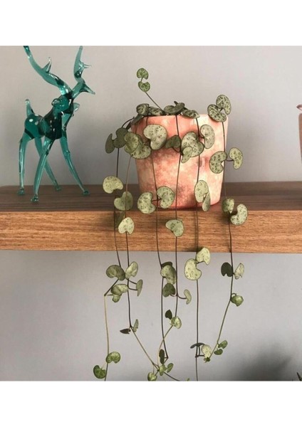 Ceropegia Woodii Kalp Kalbe Karşı Bitkisi -Ev ve Ofis Bitkisi