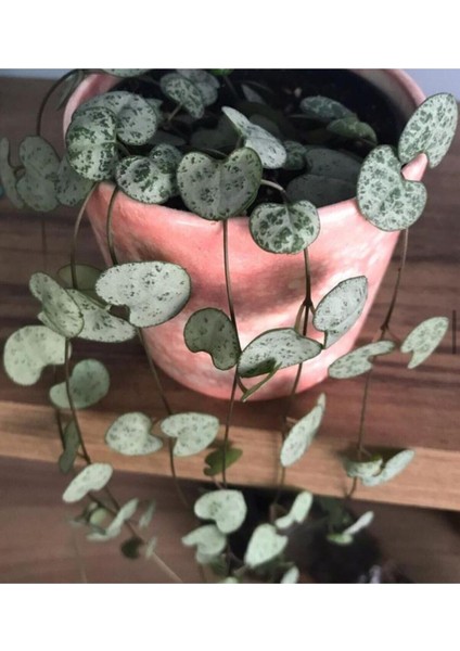 Ceropegia Woodii Kalp Kalbe Karşı Bitkisi -Ev ve Ofis Bitkisi fiyatları