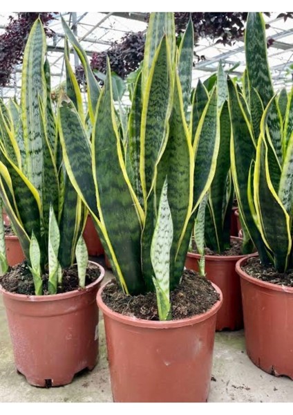 Paşa Kılıcı Sansevaria Bol Dallı, Begenmezseniz Iade Peygamber Kılıç Çiçeği