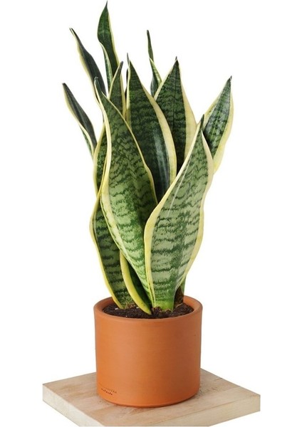 Paşa Kılıcı Sansevaria Bol Dallı, Begenmezseniz Iade Peygamber Kılıç Çiçeği fiyatları