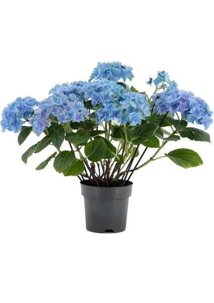 Su Mavisi Ortanca Fidanı Fidesi 10-30 cm Hydrangea Macrophylla
