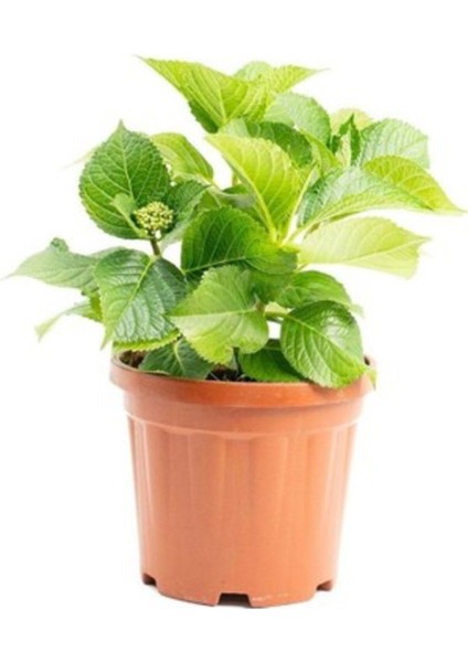 Su Mavisi Ortanca Fidanı Fidesi 10-30 cm Hydrangea Macrophylla modelleri