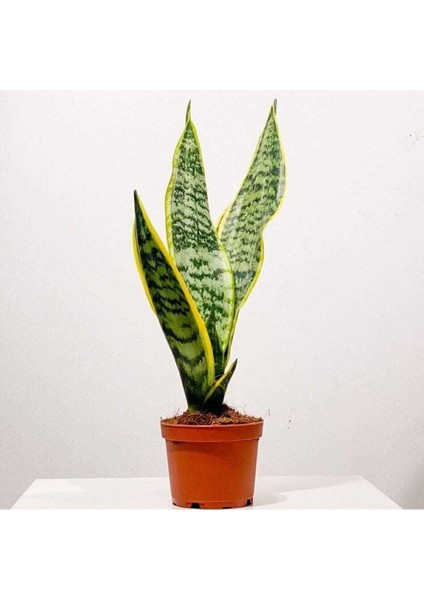 Kılıç Çiçeği Paşa Kılıcı Sansevaria Ev Bitkisi Ofis Bitki Salon Bitkisi 20-30 cm